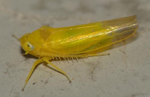 Typhlocybinae